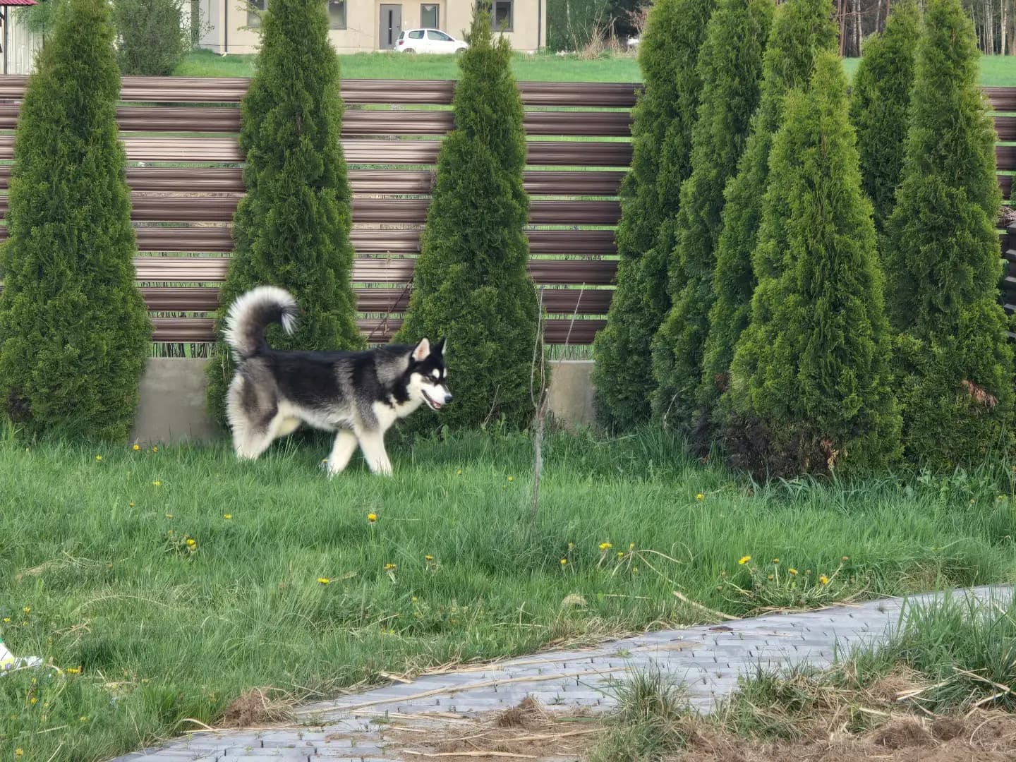 Ogrodzenie żaluzjowe z wąskich lameli — BLACHBUD